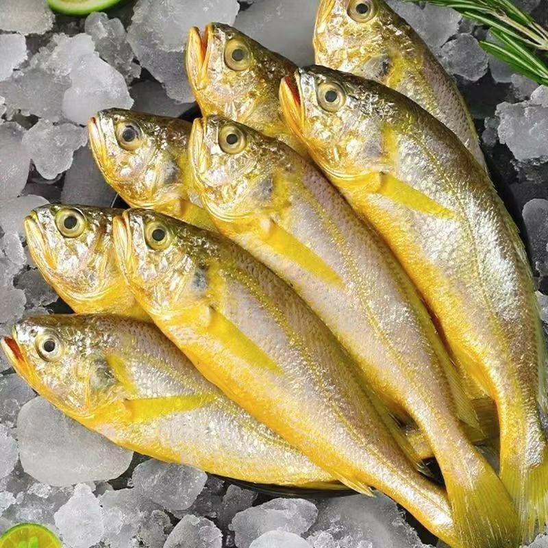 新鲜黄花鱼生鲜小黄花鱼新鲜美味营养丰富保质保量包邮