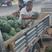 河南精品84247斤起步走超市专用对接农户一手货源