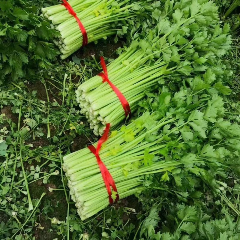 芹菜质量好，颜色正价格平稳保证当天采摘当天发车