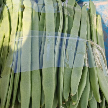 扁青芸豆电商货赶集货大量上市中