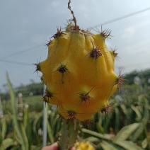 湛江精品麒麟燕窝果，产地对接一手货源，合作共赢！