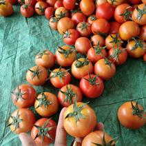 精品小果西红柿大量上市