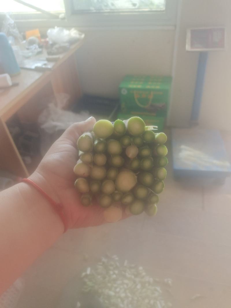 鲜芦笋出售，欢迎新老顾客回购