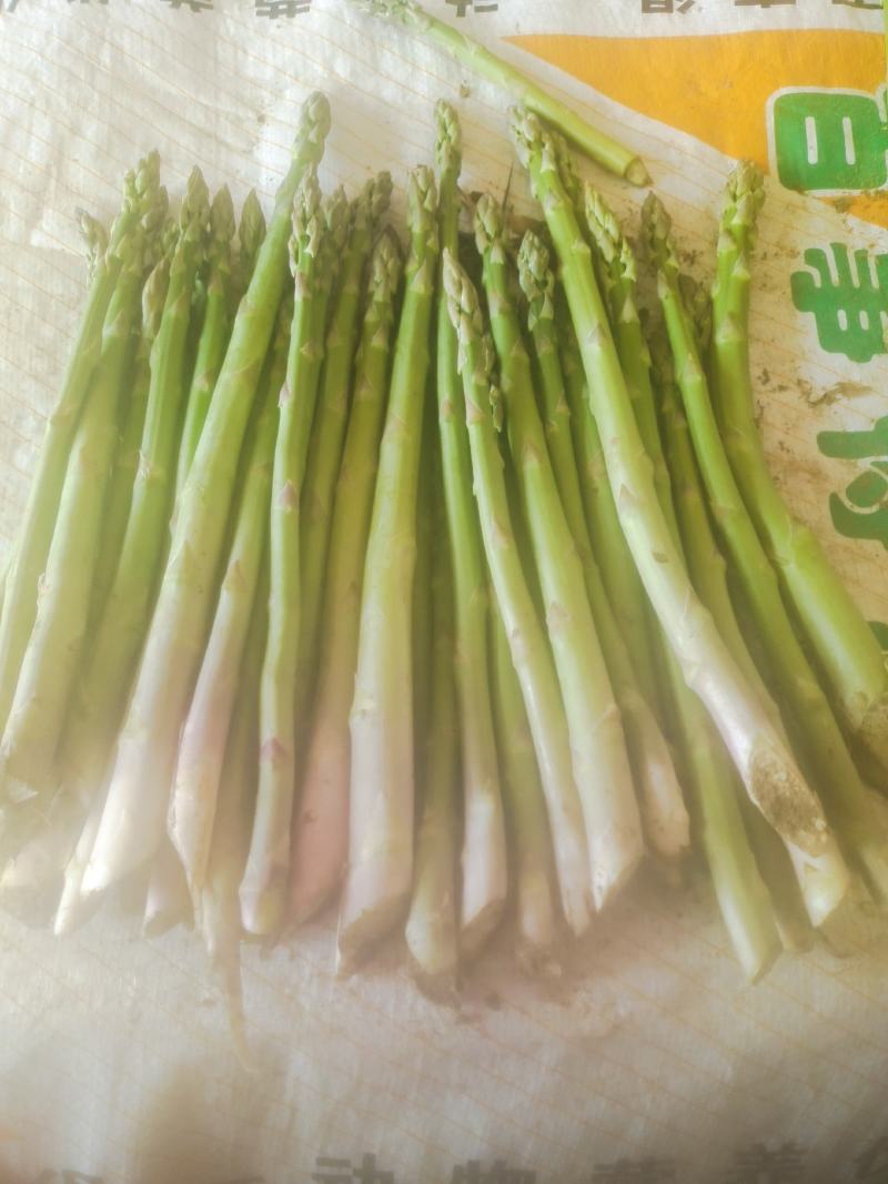 鲜芦笋出售，欢迎新老顾客回购