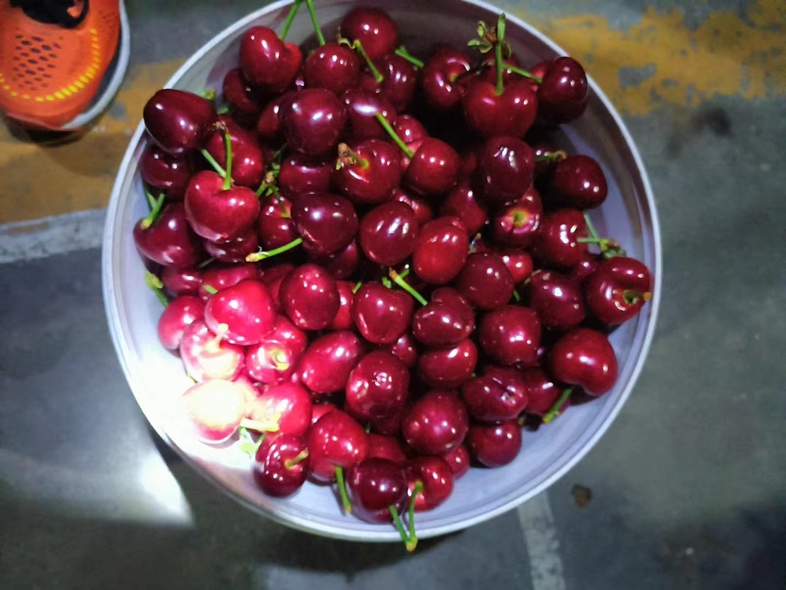 一碗装满新鲜切片美早樱桃的玻璃碗,旁边配有酸奶和蜂蜜罐 美早樱桃搭配酸奶和蜂蜜的健康早餐组合