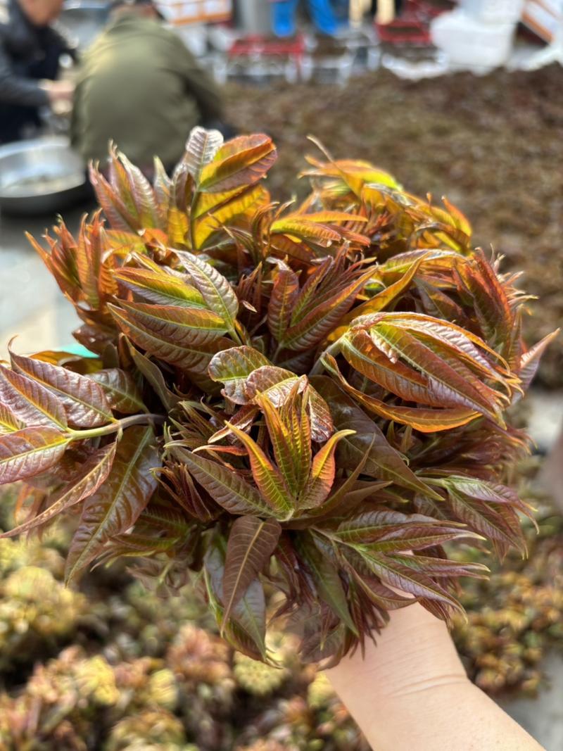 山东东峪村香椿芽