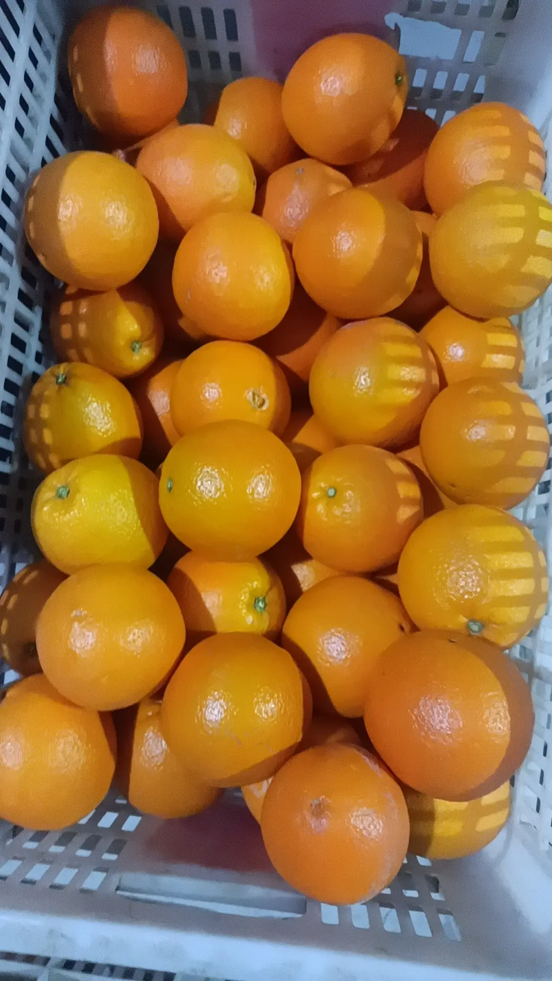 橙子伦晚脐橙秭归脐橙大量上市口感纯甜对接商超市场