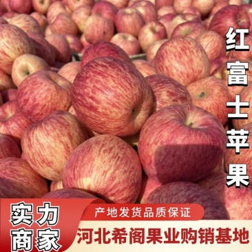 【红富士苹果】河北苹果大量有货价格低老板可电话咨询