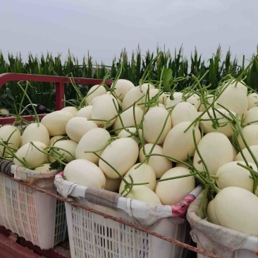 白金蜜瓜，甜瓜，滑县产地直供，白皮白肉，对接各级批发商