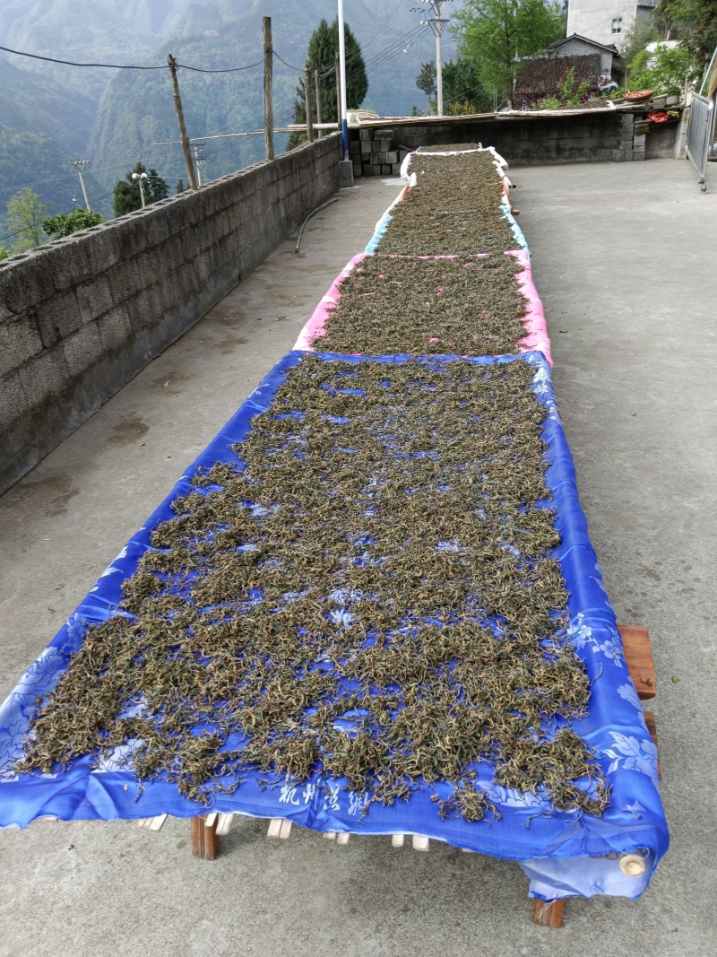 老鹰茶