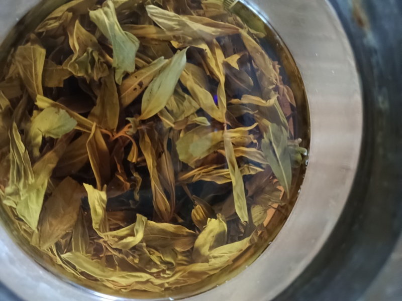 老鹰茶
