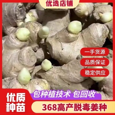 【姜种批发】【脱毒姜种-亩产过万】专业技术指导保质量全国发货