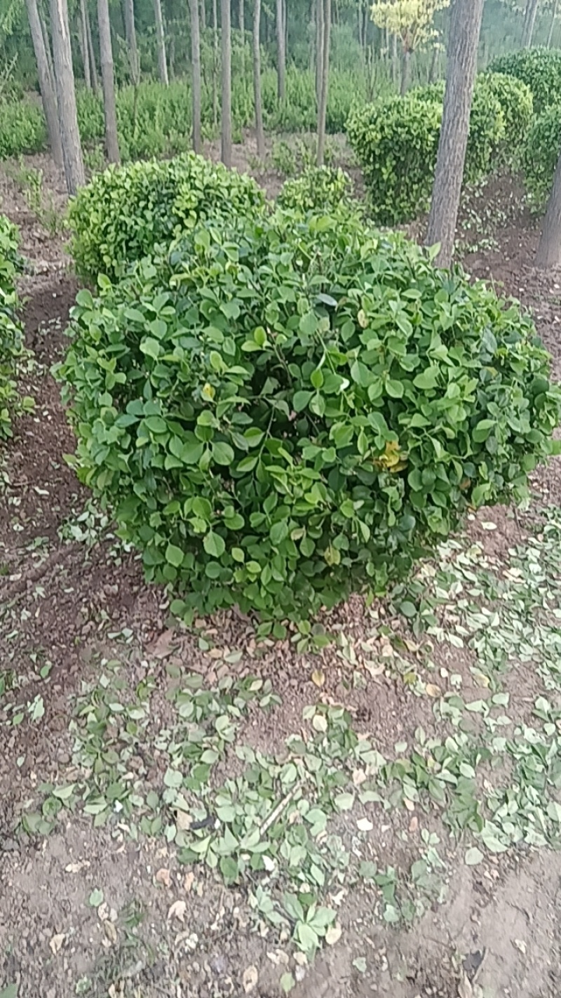 卫矛球