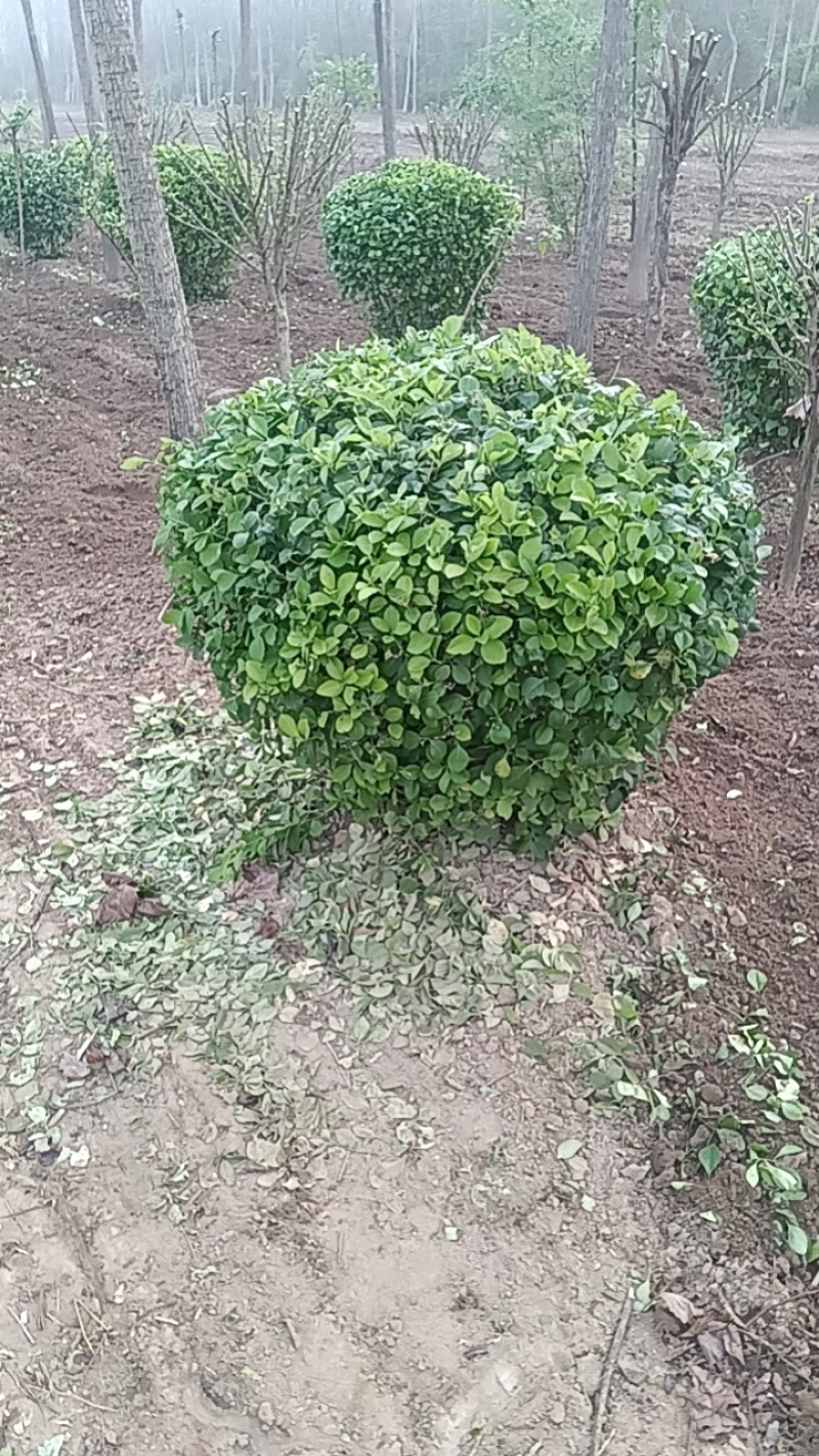卫矛球