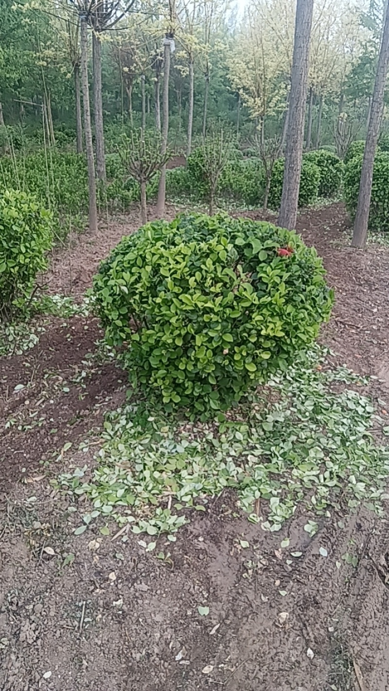 卫矛球