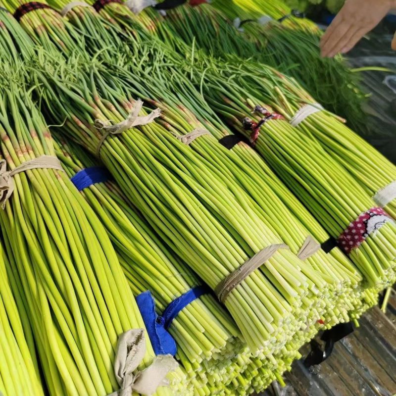 蒜薹蒜苔大蒜蒜苔优质产品量大产地直供白帽蒜苔大量供应