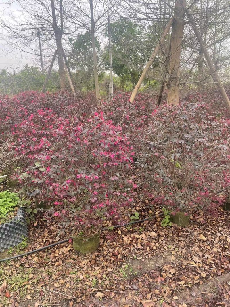红花继木球60～80高