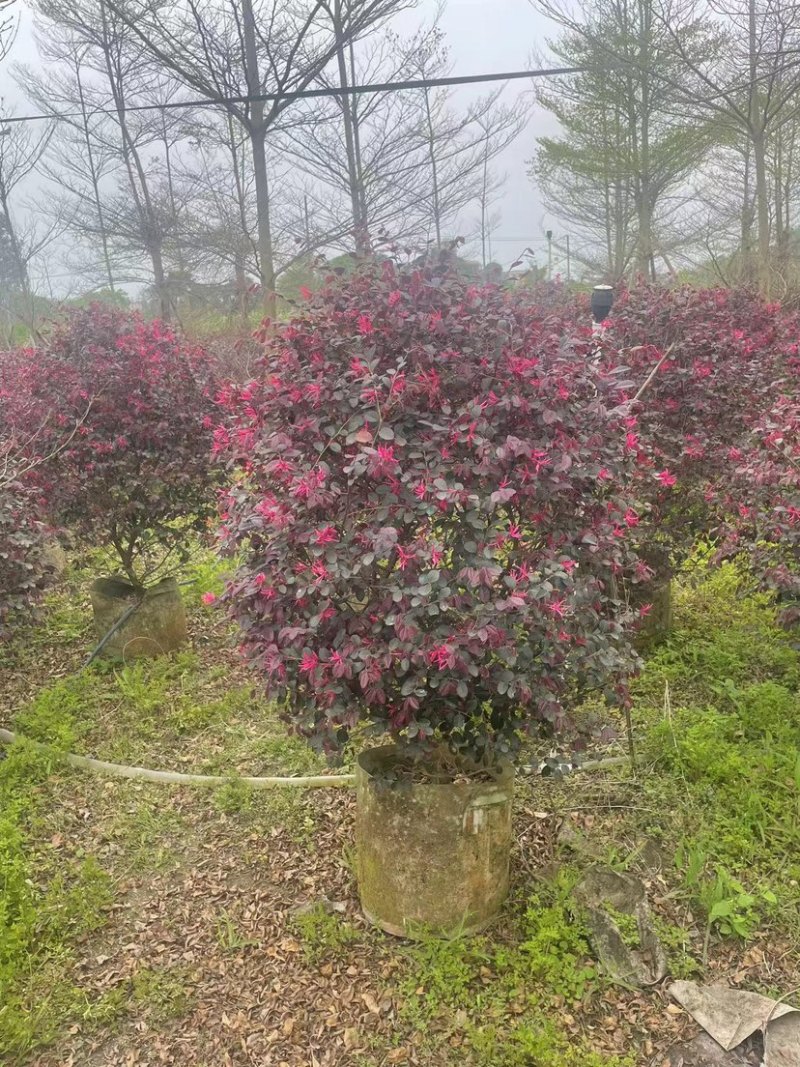红花继木球60～80高