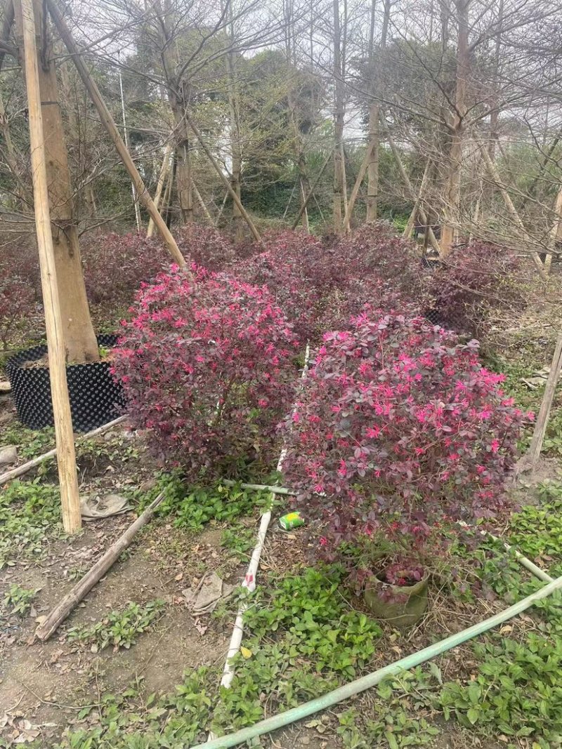 红花继木球60～80高