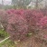 红花继木球60～80高