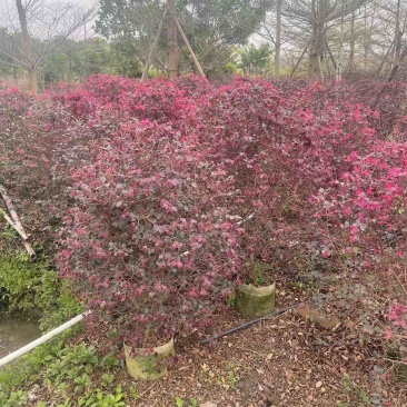 红花继木球60～80高