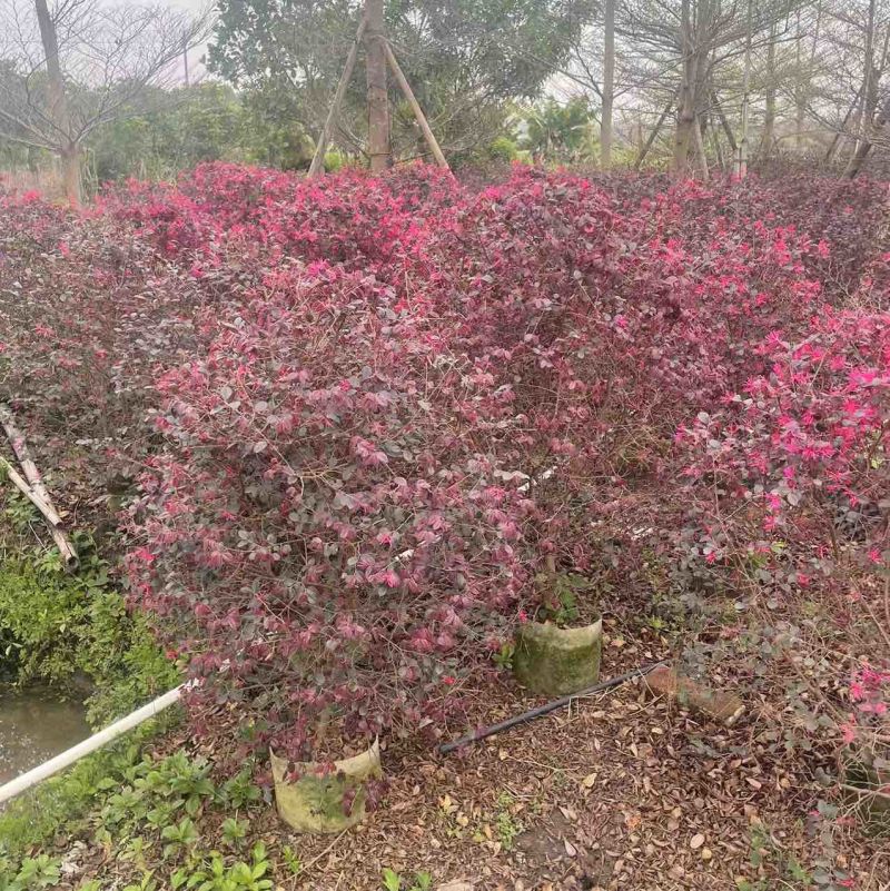 红花继木球60～80高