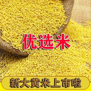农户自家种植现磨的优质大黄米！长期稳定大量供货！支持定制