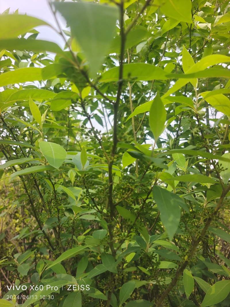 野生山胡椒，（木姜子）。即将大量上市