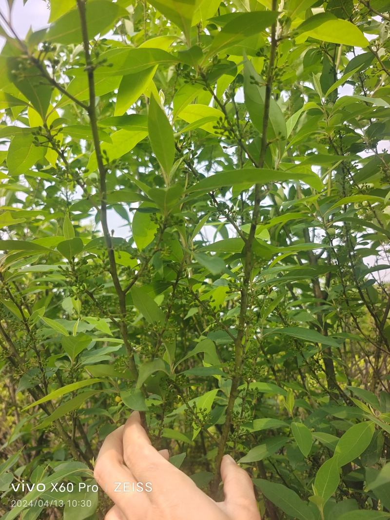 野生山胡椒，（木姜子）。即将大量上市