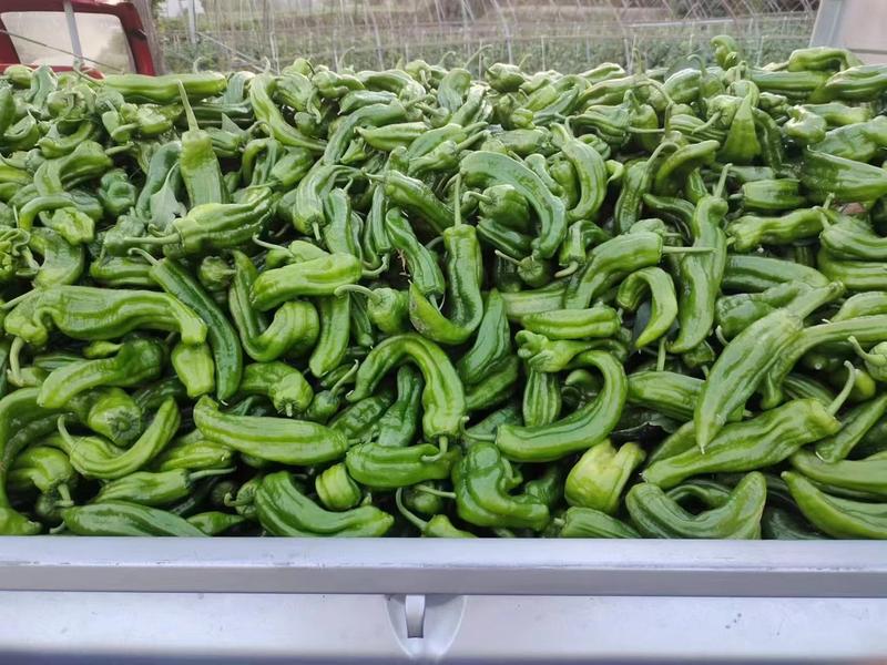 遂宁青椒，品种保证，一手货源，保证质量，价格优惠欢迎咨询