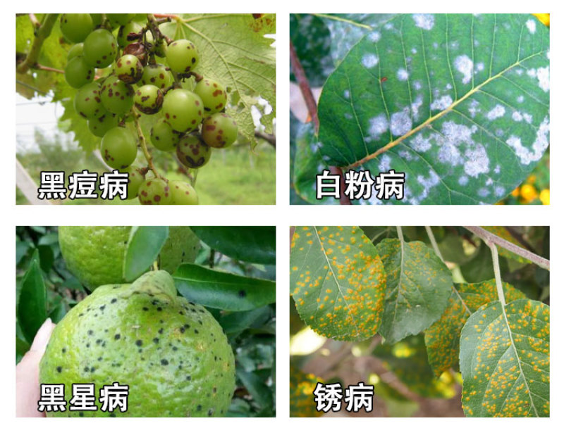 健丰36%肟菌戊唑醇水稻稻曲病农药杀菌剂包邮悬浮剂微毒