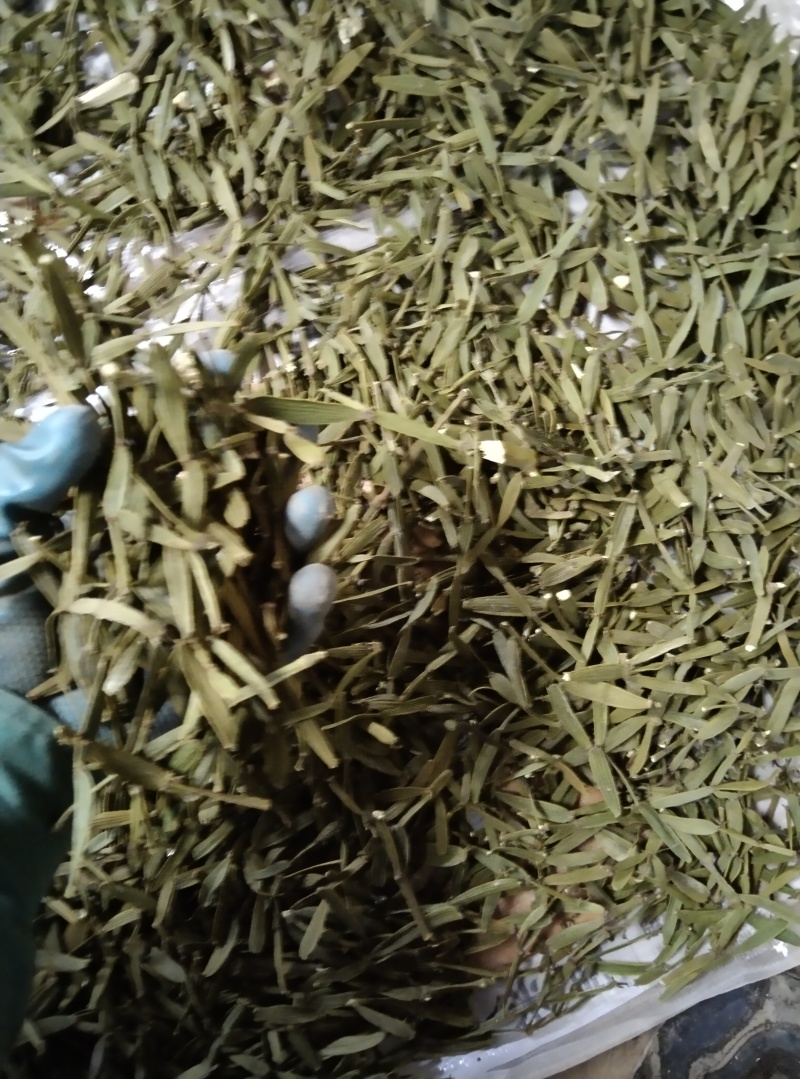 槲寄生，螃蟹脚，纯野生，无硫磺，自然阴干，锁住含量
