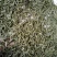 槲寄生，螃蟹脚，纯野生，无硫磺，自然阴干，锁住含量