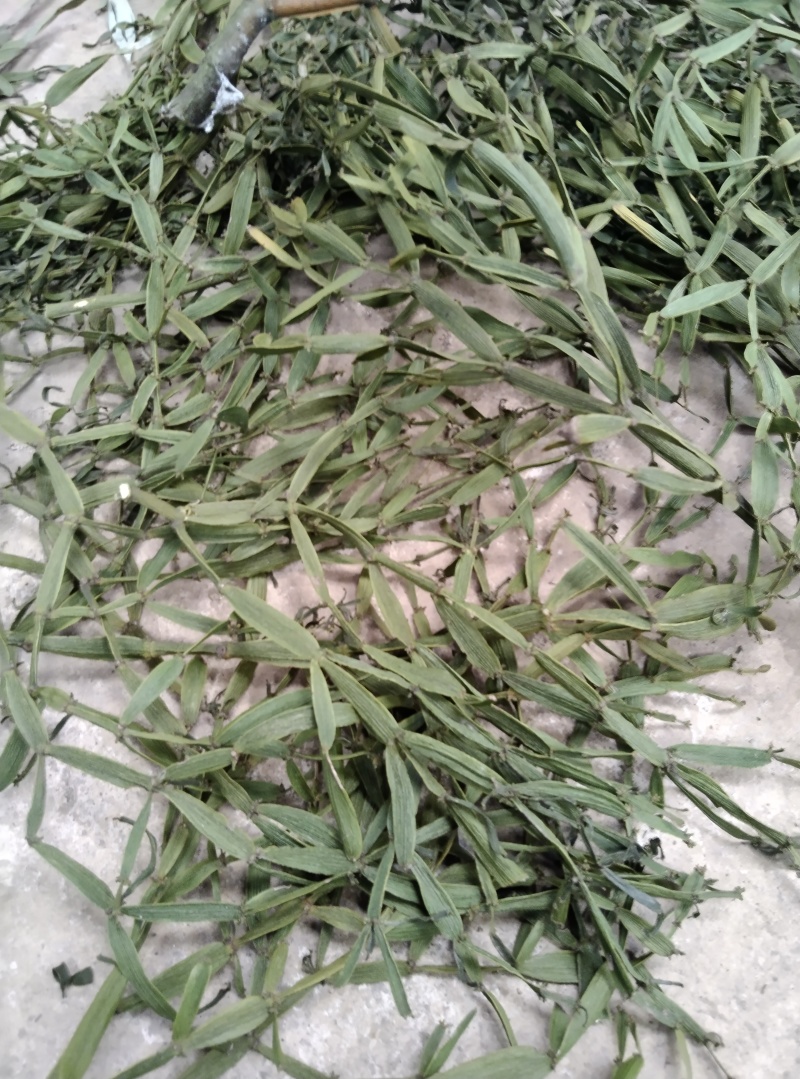 槲寄生，螃蟹脚，纯野生，无硫磺，自然阴干，锁住含量