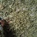 槲寄生，螃蟹脚，纯野生，无硫磺，自然阴干，锁住含量