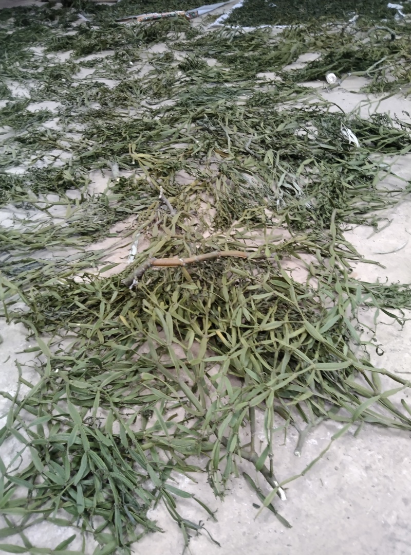 槲寄生，螃蟹脚，纯野生，无硫磺，自然阴干，锁住含量