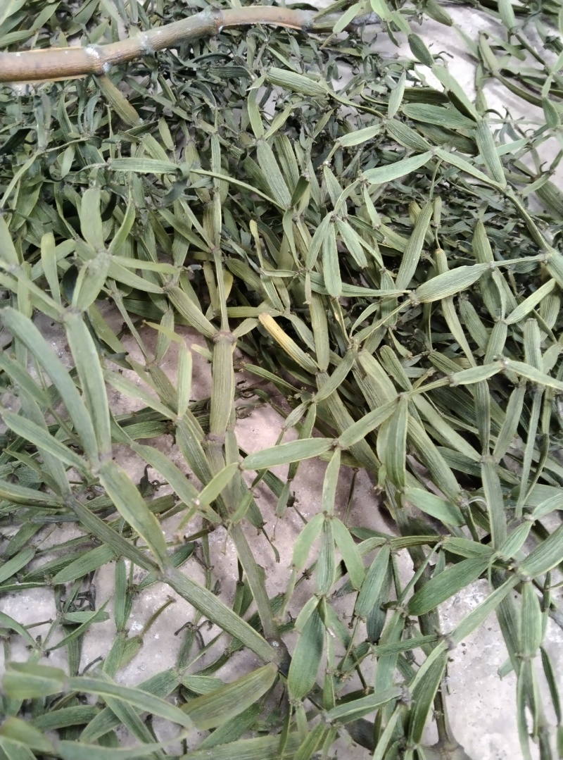 槲寄生，螃蟹脚，纯野生，无硫磺，自然阴干，锁住含量