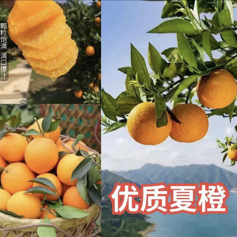 夏橙、江边货、一手货源大量供应、果园看货採货，口感纯甜，