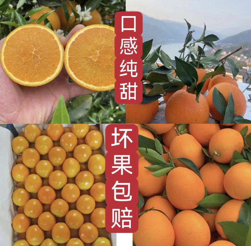 橙子江边甜橙，口感纯甜，基地直供量大从优，欢迎来电咨询