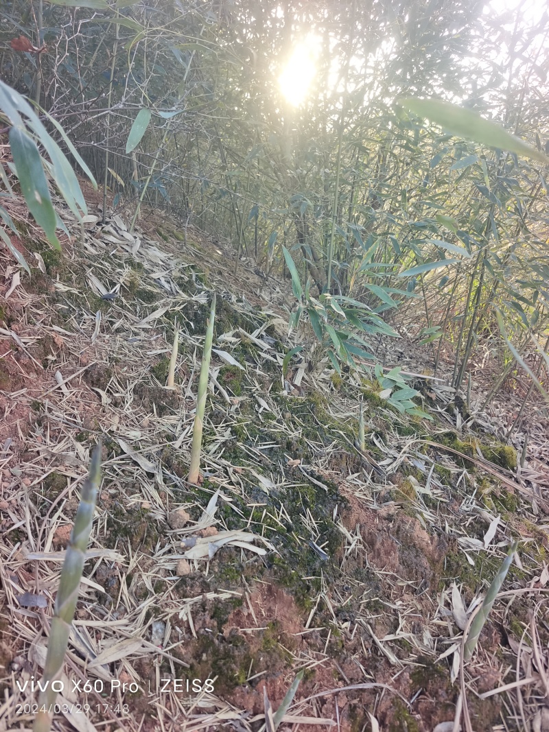 野生水竹笋