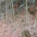 野生水竹笋