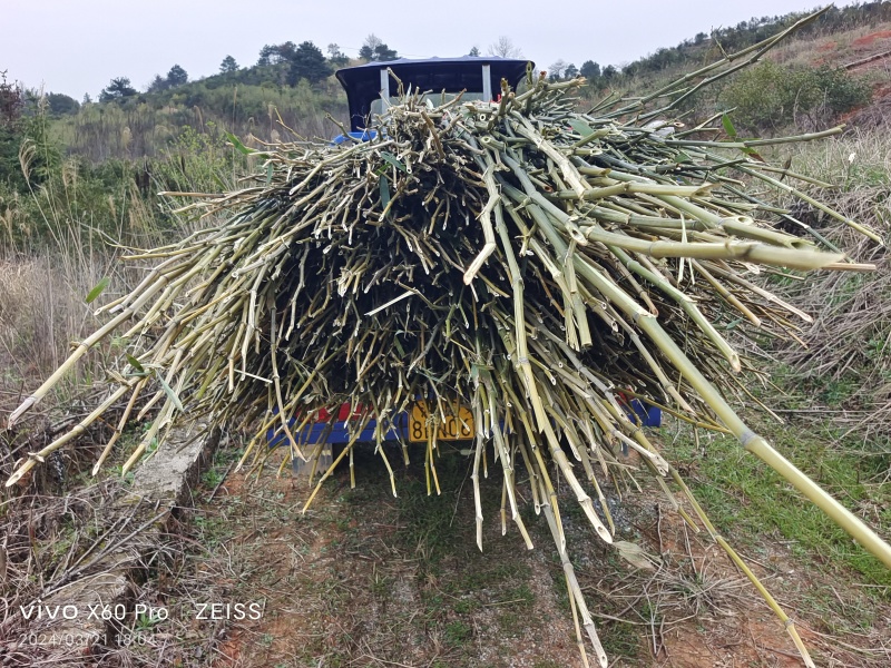 菜架竹杆