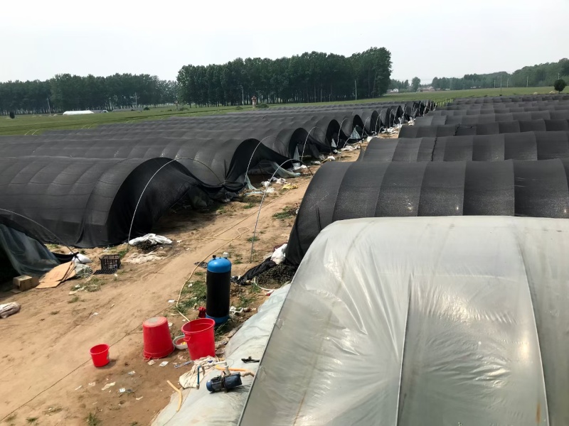 直生苗美都品质好三叶一心移栽正好抗病抗裂口感好多茬采收