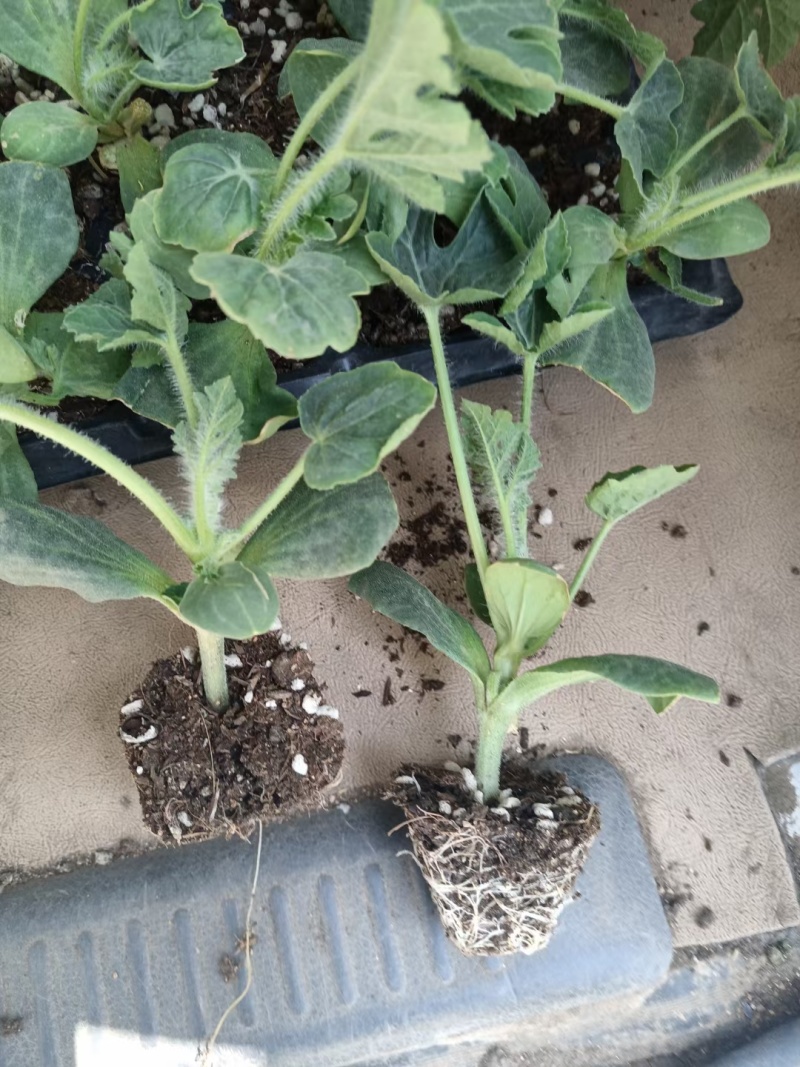 直生苗美都品质好三叶一心移栽正好抗病抗裂口感好多茬采收