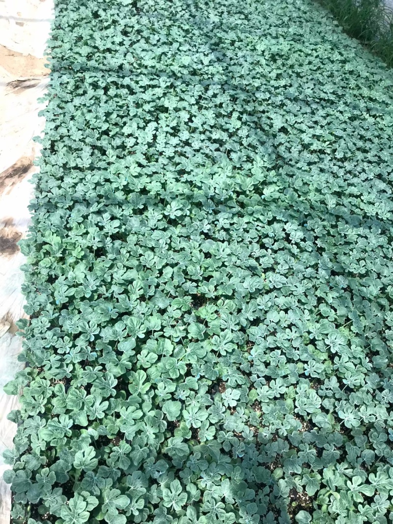 直生苗美都品质好三叶一心移栽正好抗病抗裂口感好多茬采收