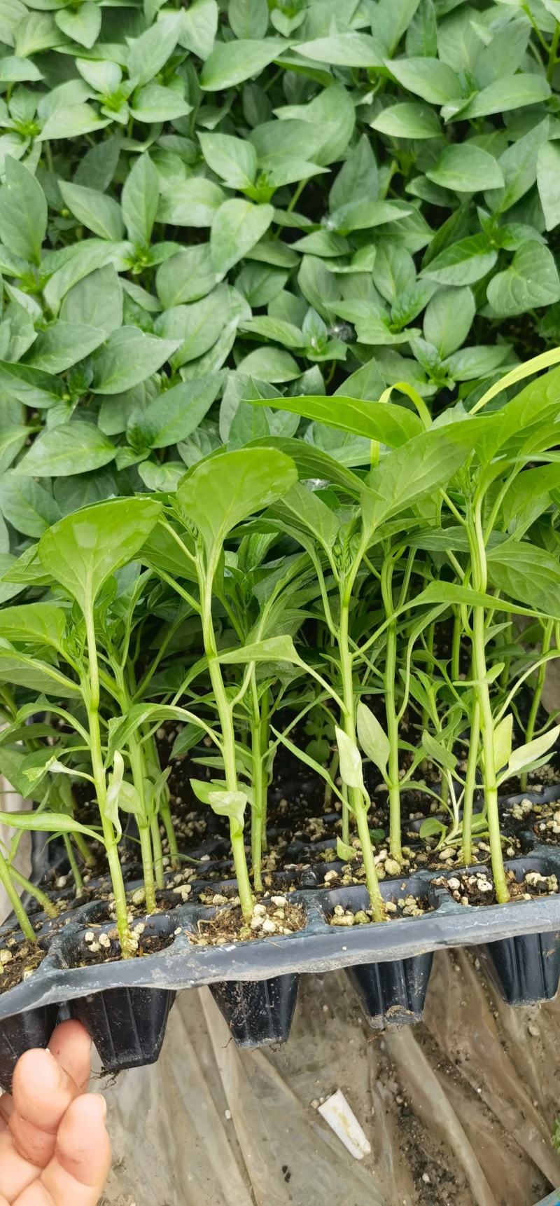 直生苗美都品质好三叶一心移栽正好抗病抗裂口感好多茬采收