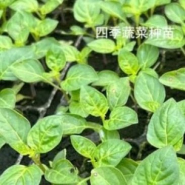 七彩泡椒苗四季蔬菜种苗