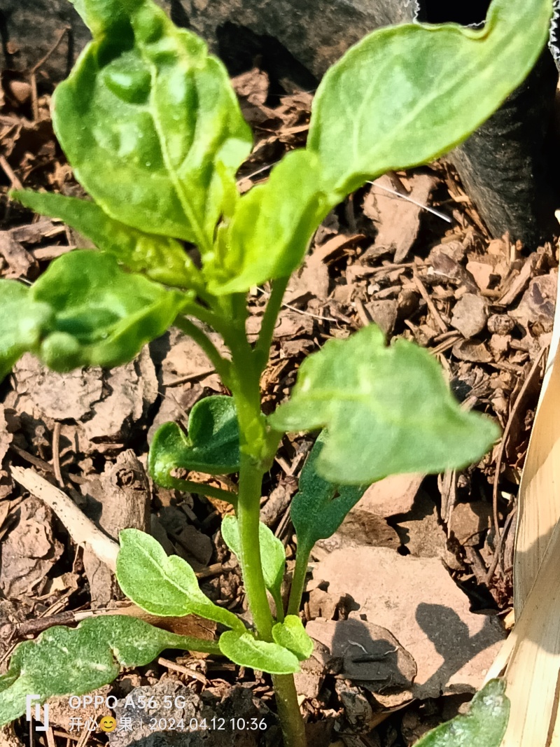 七彩泡椒苗四季蔬菜种苗