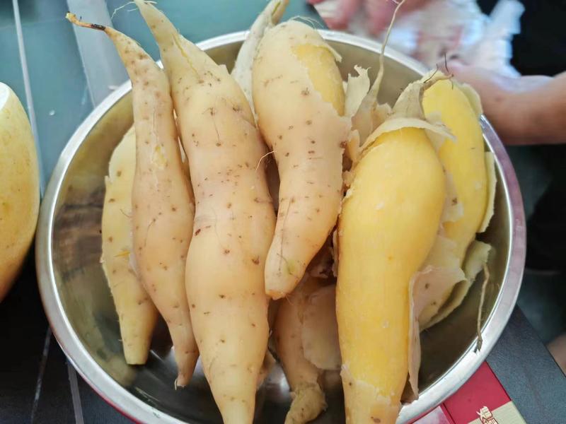 黄金薯大量出货10000斤