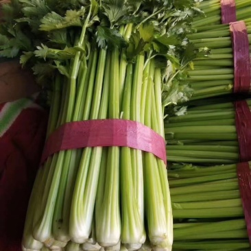 精品芹菜